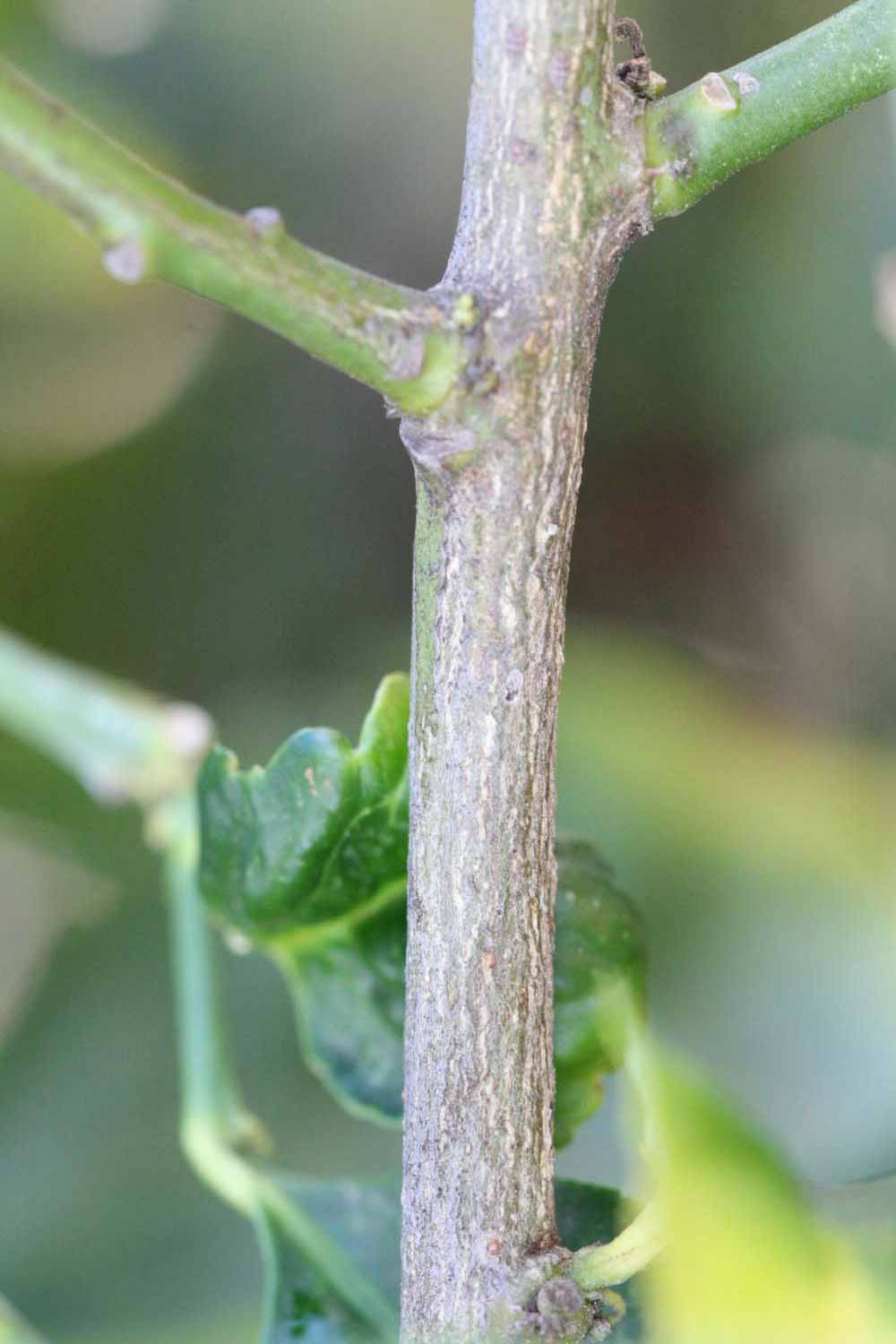                Second - third year twig (S-1, Riverside, CA)       